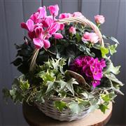 Florist Choice - Planted Arrangement