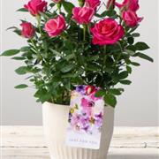 Elegant Plant (Florist Choice)