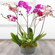 Orchid Planter