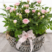 Rose Basket