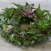 Succulent Wreath