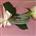 Single Flower